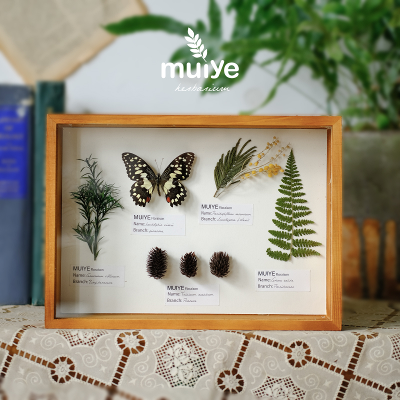 手作实木玻璃盒植物标本昆虫蝴蝶动物科普标本生物摆件装饰画干花图片