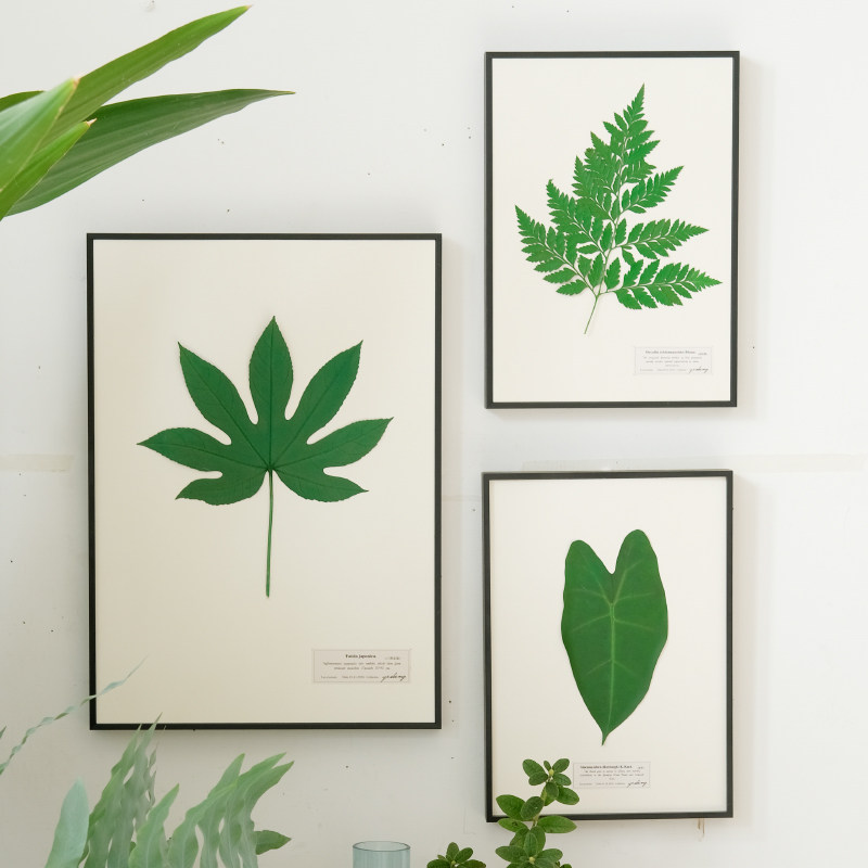 不褪色植物标本装饰画保色真植物绿植摆件壁画树叶客厅沙发墙