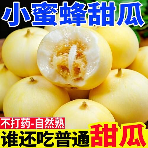 山东头茬甜瓜现摘小蜜蜂星甜20蜜罐甜瓜现摘沂蒙新鲜水果香瓜蜜瓜