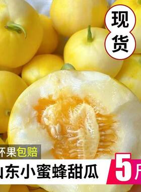 山东小蜜蜂甜瓜星甜20蜜罐甜瓜水果香瓜现摘现发新鲜蜜瓜坏果包赔