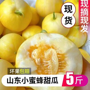 山东小蜜蜂甜瓜星甜20蜜罐甜瓜水果香瓜现摘现发新鲜蜜瓜坏果包赔