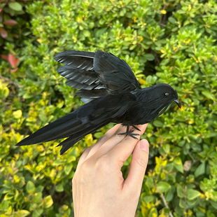 饰道具手工工艺动物 小鸟真羽毛摆件万圣节cosplay装 仿真乌鸦