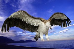 仿真老鹰白头鹰羽毛工艺品创意园林影视鸟道