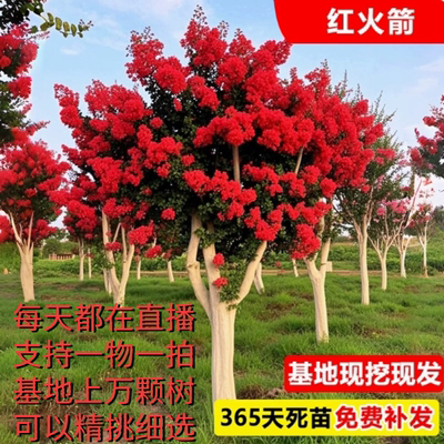 一物一拍带花苞发货百日红火箭紫薇花树苗庭院别墅道路绿化风景树