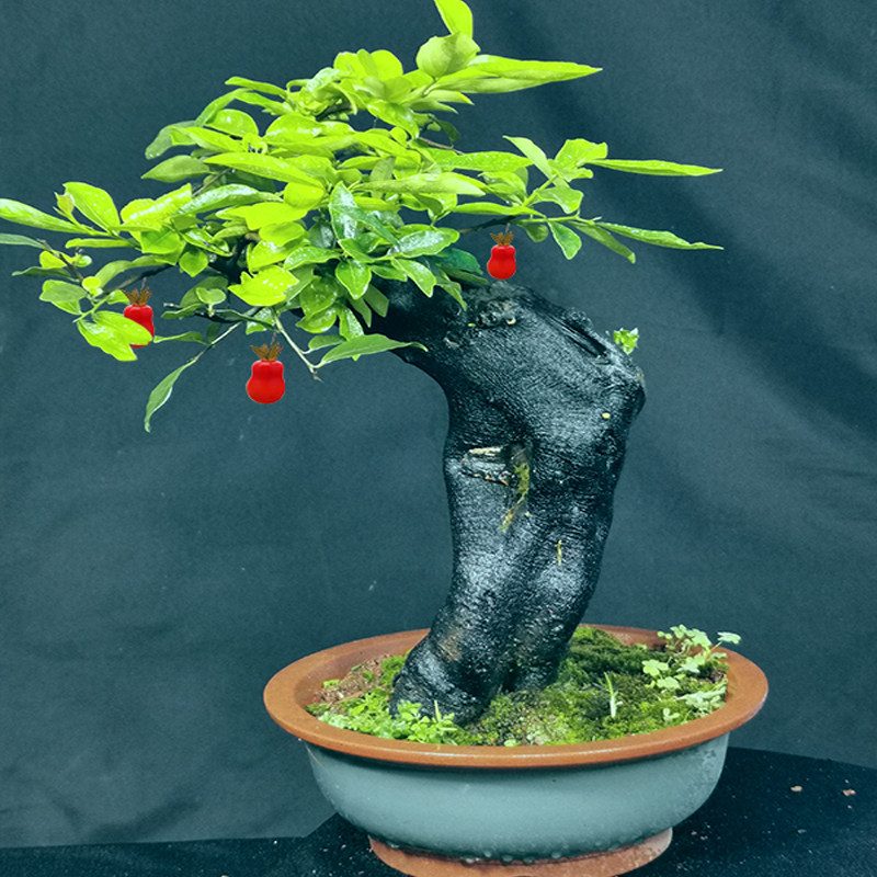 金弹子盆景 血红葫芦果 掌上盆景 观果盆景 金钻 品种桩 树桩盆景