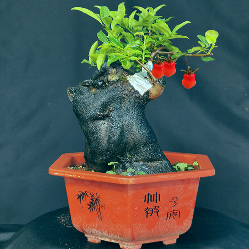 金弹子逸源红 金弹子盆景 长寿葫芦 血钻葫芦 中国红 金弹子品种