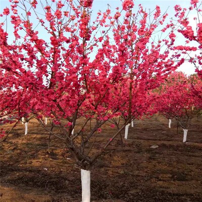 海棠花盆栽树苗盆景重瓣老桩庭院绿植物室内四季花卉开花好养易活