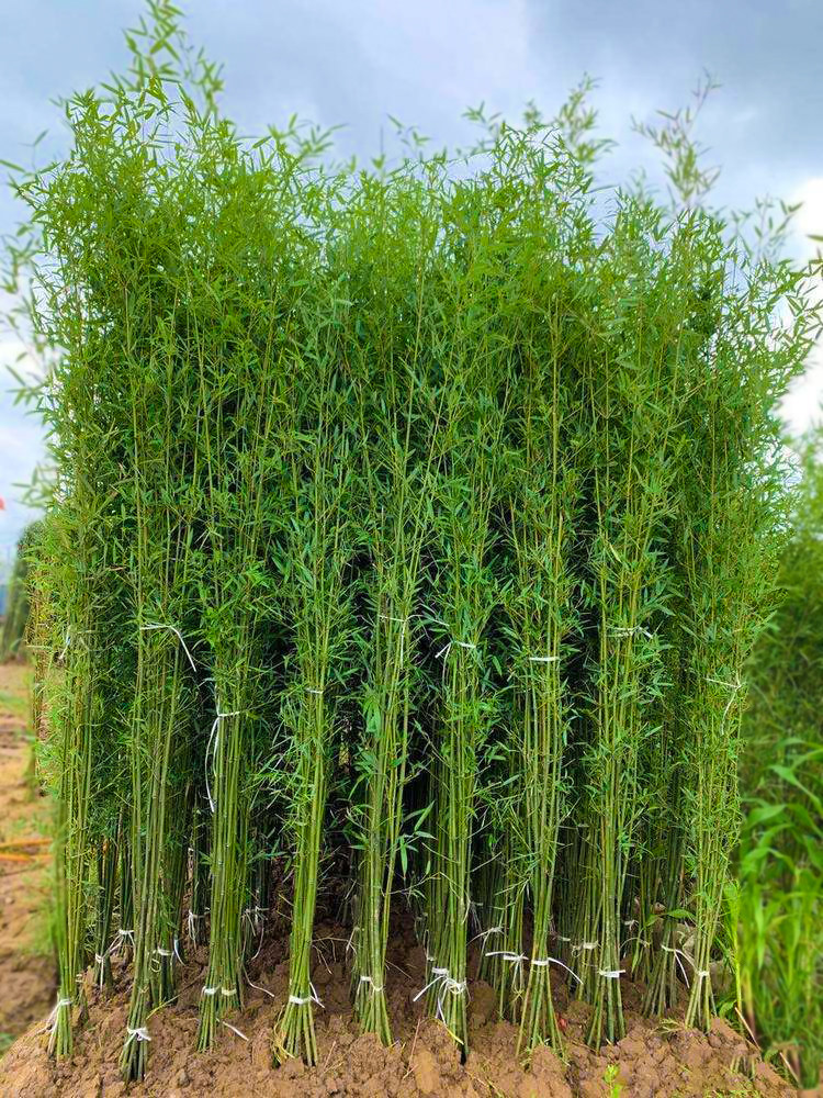 竹子苗庭院四季青北方耐寒户外大型观赏紫竹盆栽罗汉竹黄金竹青竹