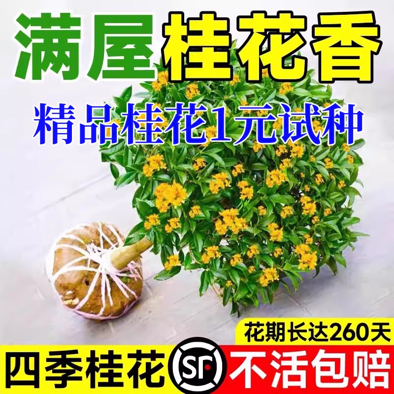 桂花树苗四季桂花卉盆栽八月桂花苗金桂大树地栽开花浓香丹桂庭院