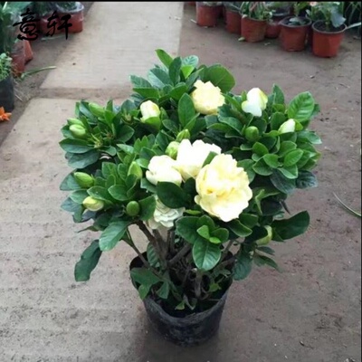 栀子花盆栽花卉植物室内水培绿植四季好养茉莉花九里香鲜花清香木