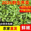 2026新鲜秦岭野生荠菜现挖现发当季 野菜大叶荠菜混沌本地芥菜商用