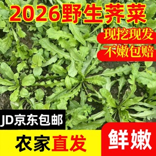 2026新鲜秦岭野生荠菜现挖现发当季野菜大叶荠菜混沌本地芥菜商用