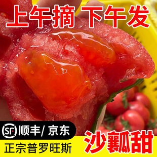 陕西泾阳普罗旺斯新鲜沙瓤西红柿自然熟时令当季水果番茄生吃蔬菜