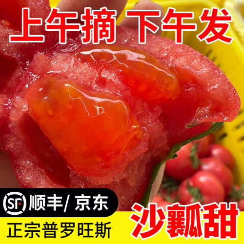 陕西泾阳普罗旺斯水果番茄