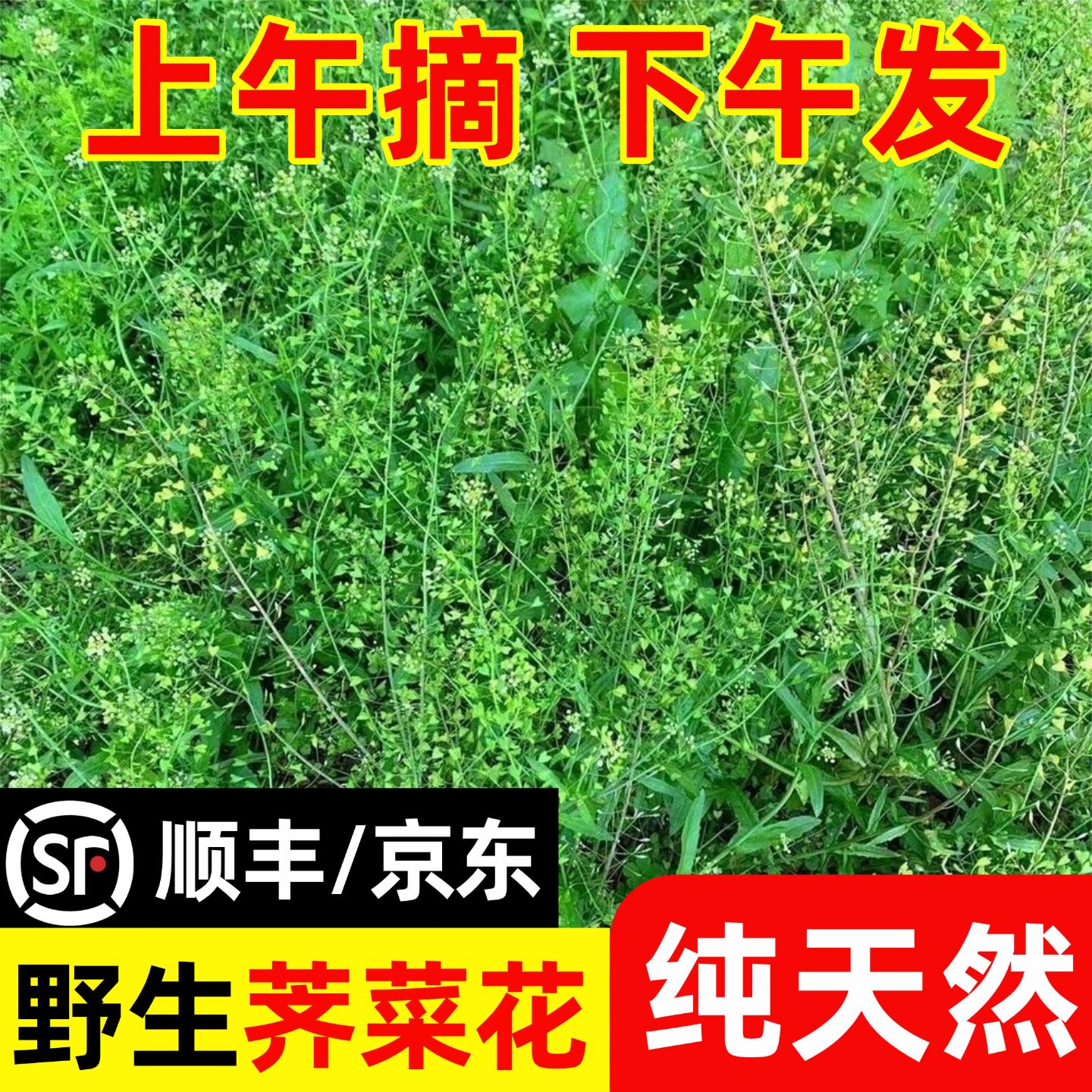 2026秦岭野生老荠菜花新鲜带根带花带籽整株月子三月三煮水鸡蛋
