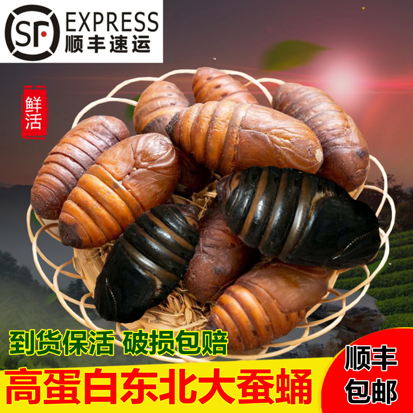 新鲜活蚕蛹顺丰包邮东北特产烧烤食材大黄茧蛹子高蛋白野生柞蝉蛹