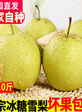 正宗雪梨河北特产赵县雪花梨子新鲜10斤水果当季整箱包邮5斤特级