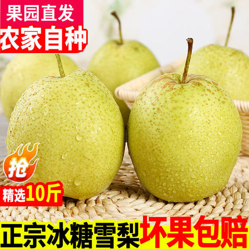 正宗河北特产赵县整箱包邮雪梨