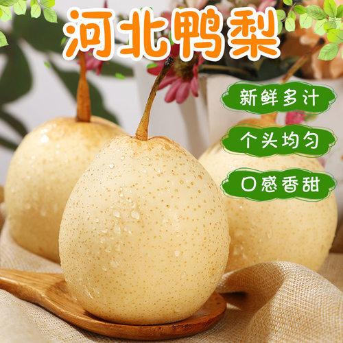 河北大鸭梨新鲜水果10斤赵县水晶梨当季整箱5斤脆甜产地直发雪梨