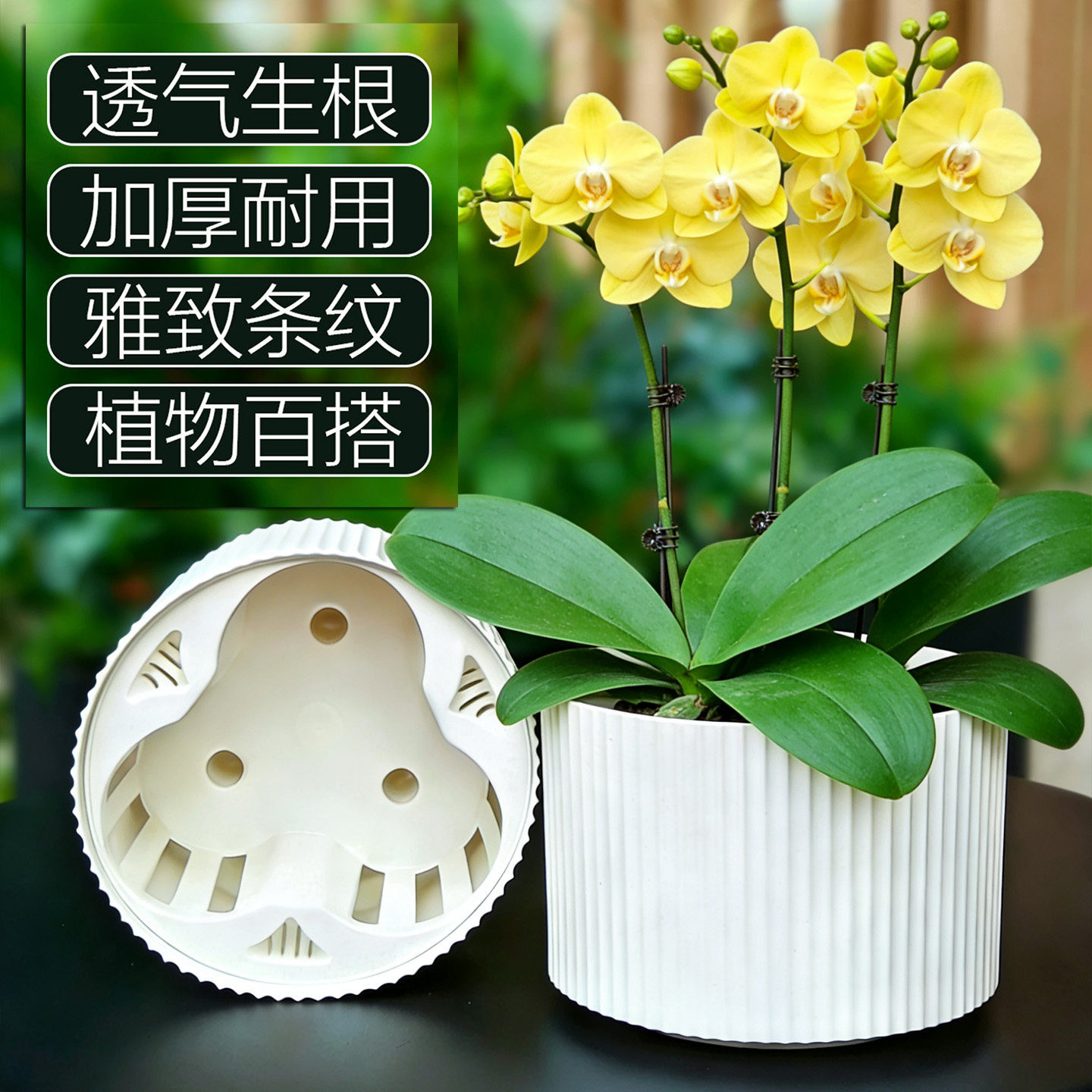 蝴蝶兰多棵组合圆口塑料托架套盆