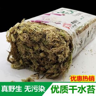 干水苔藓石斛蝴蝶兰花食虫捕蝇猪笼草多肉环盆栽水陆缸种植营养土