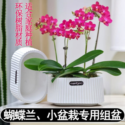 3.5寸大杯蝴蝶兰花专用组拼花盆 餐厅客厅前台桌面小盆栽组合摆盆