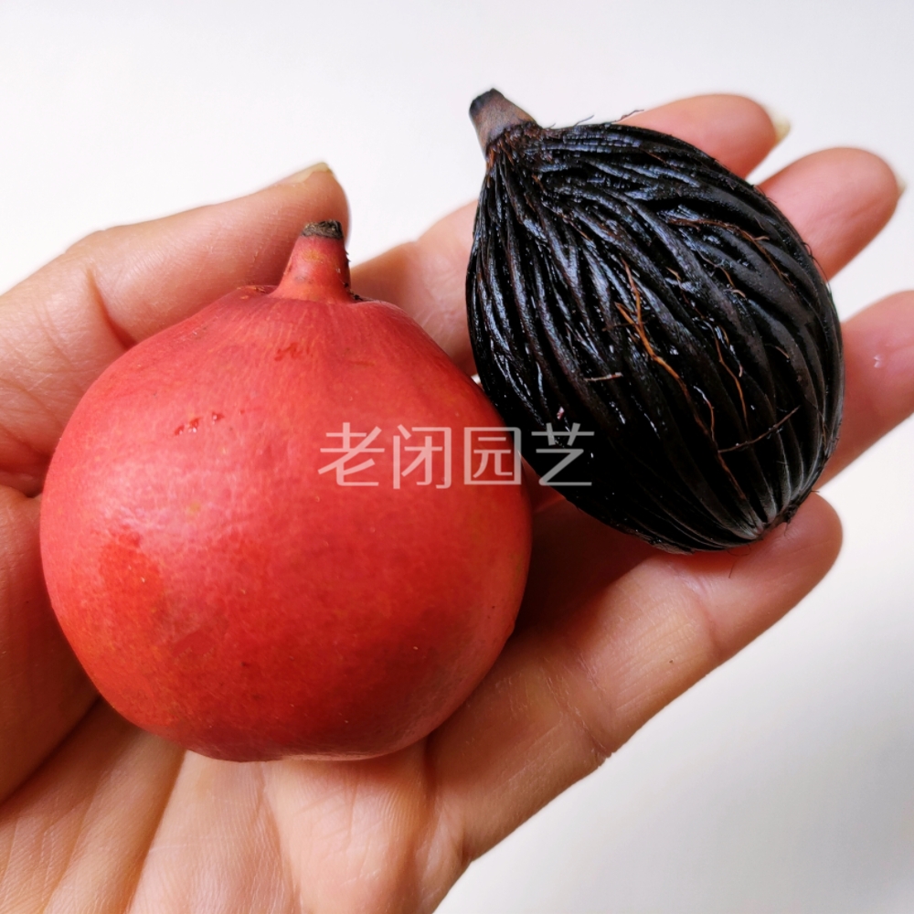 千丝菩提 狐尾椰种子苗 文玩菩提原籽 手串挂件汽车钥匙扣图片