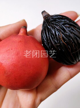 千丝菩提 狐尾椰种子苗 文玩菩提原籽 手串挂件汽车钥匙扣