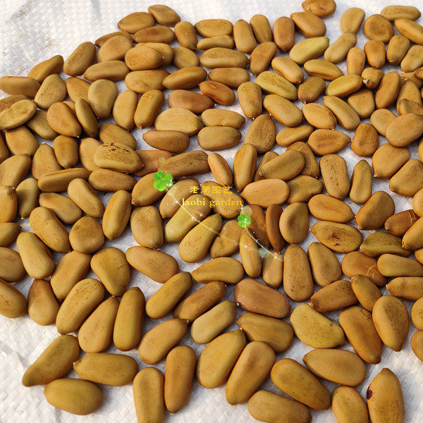 苏木种子苗 苏枋中草药材植物橙红色天然植物染料染米布 满包邮