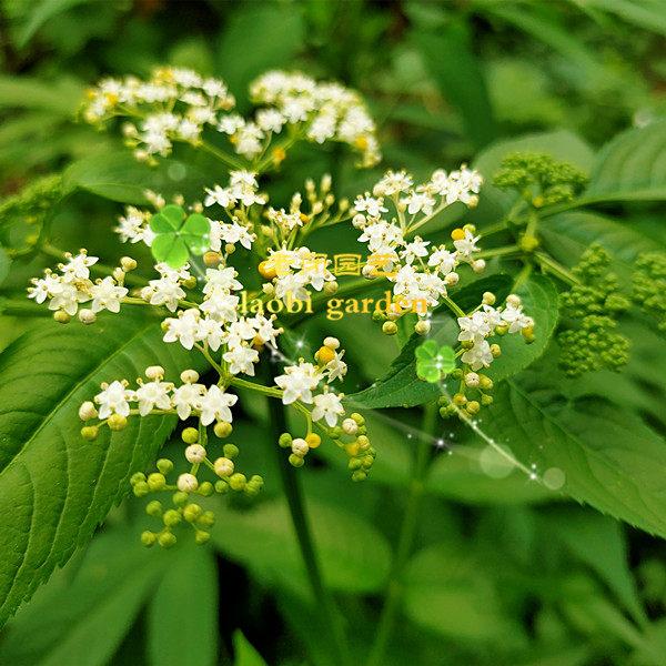 接骨木种苗 陆英接骨草走马风中草药材籽阳台盆栽地栽 满包邮