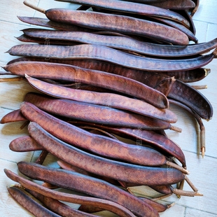 凤凰木豆荚 幼儿园环创diy手工装饰画 植物标本