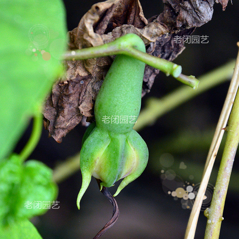 金丝指葫芦种苗 华佗豆牵牛花属爬藤植物花卉中草药材盆栽 好养活