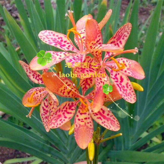 射干种子和苗,金蝴蝶,鸢尾科观花植物盆栽,开花很美,观赏入药