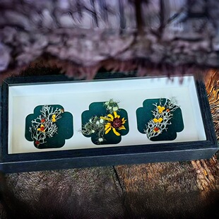 长条中空立体3 5厘米植物干花果实贝壳昆虫标本手工diy装裱木相框