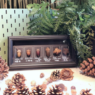中药材贝壳标本特色相框长条立体中空2cm果实多宫格蝴蝶diy创意