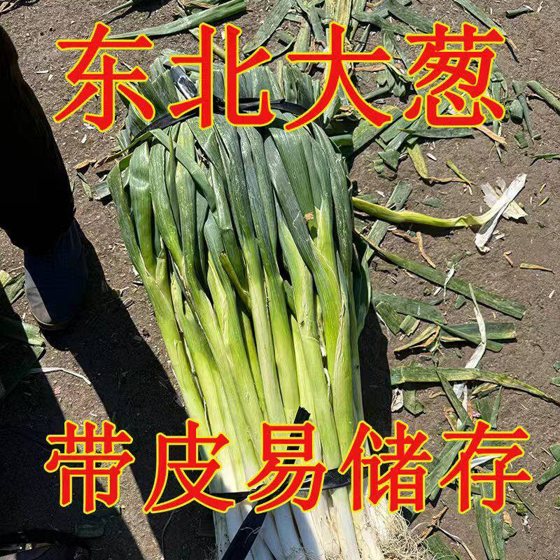 黑龙江省绥化特产好葱东北大葱批发产地直发现挖现发正宗大葱特价