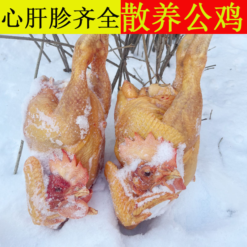 正宗东北发货小笨公鸡农家粮食林场散养新鲜宰杀走地鸡溜达鸡包邮