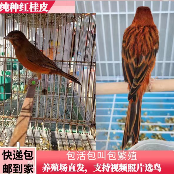 玉鸟活鸟观赏鸟芙蓉鸟