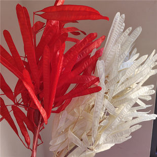 永生花大扁豆荚干花豌豆荚家居装饰插花拍摄道具婚庆年宵花样板房