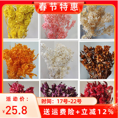 迎客豆永生花花万家插花年宵花