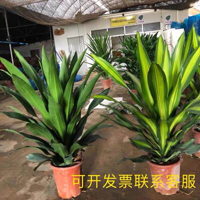 大直板金心也门铁巴西铁香龙血树客厅办公室植物观叶绿植室内盆栽