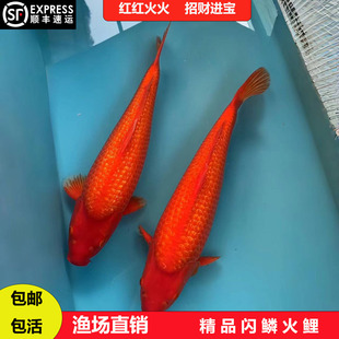 大型精品锦鲤活鱼观赏鱼招财火鲤纯红鲤鱼冷水淡水鱼好养耐活鱼苗