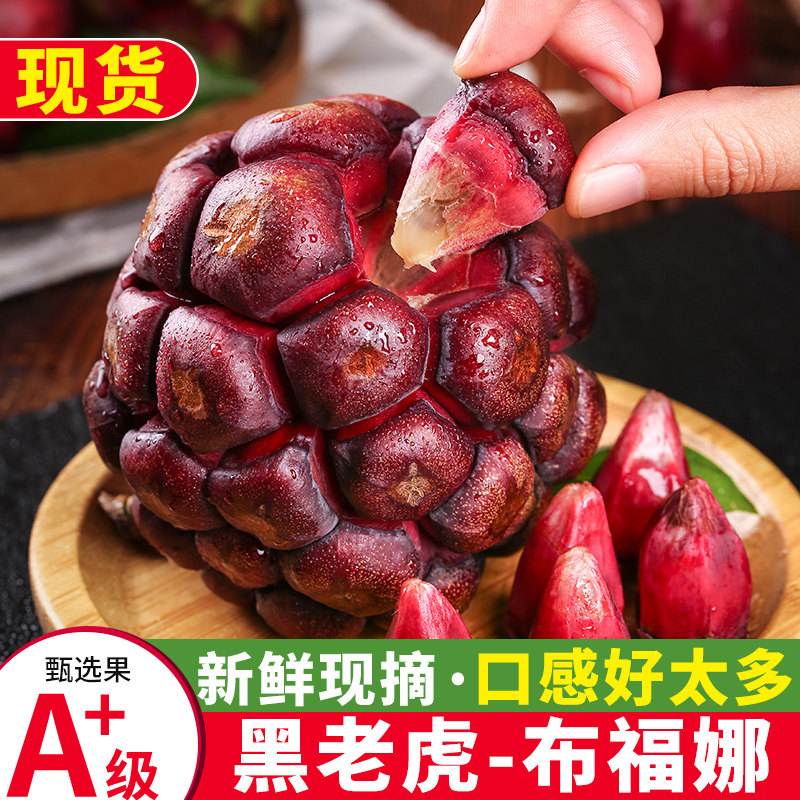 黑老虎布福娜恶魔果实酒饭团血藤果新鲜水果5斤深山种植