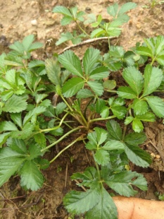 五皮风中药材 五皮风草五皮风苗蛇含草五星草委陵菜新鲜带根包邮