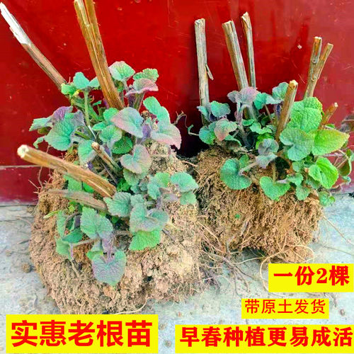 藿香苗老带土球好种易活阳台