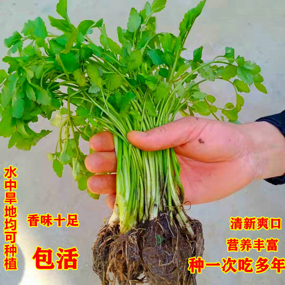 水芹菜野生水芹菜苗根壮苗大包成活30棵蔬菜秧野菜种子水芹菜新鲜