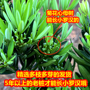 菊花心母树室外盆景四季好养迷你桌面植物盆栽小叶老桩办公室