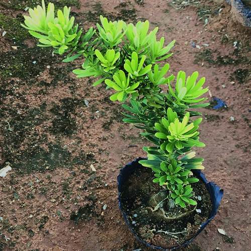 新品不用做造型耐看型罗汉松