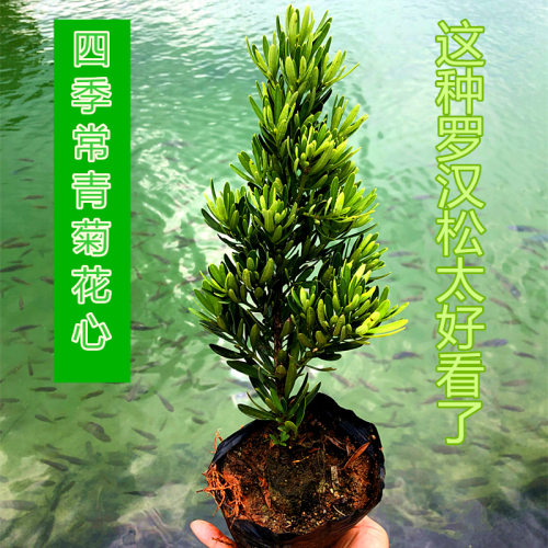 能长小罗汉的菊花心罗汉松四季常绿室外盆栽绿植园艺造型盆景树苗