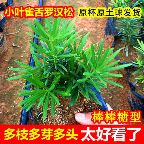 上盆即是景小叶雀舌罗汉松